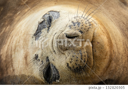 Portrait of a Southern Elephant Seal during molting season in the Falkland Islands 132820305