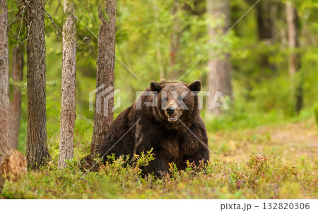 Eurasian brown bear sitting in a quiet boreal forest 132820306