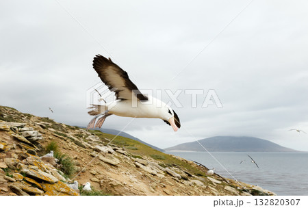 Black-browed albatross taking off with wings spread in the Falkland Islands 132820307
