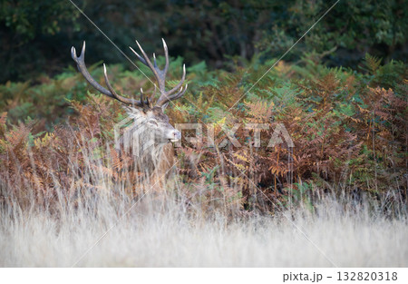 Majestic red deer stag with large antlers in a meadow 132820318