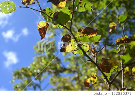 木曽駒ヶ岳登山、中央アルプス、長野県 132820375