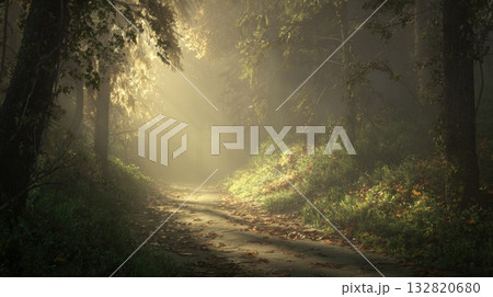 Sunlit Forest Path Bathed in Golden Morning Light Filtering Through Trees Sunlit Forest Path Bathed in Golden Morning Light Filtering Through Trees 132820680