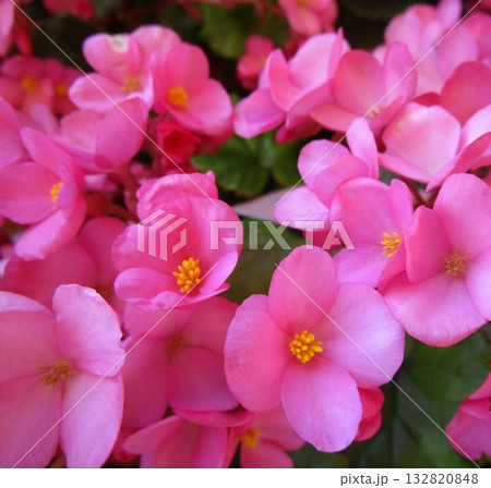 ピンク系のベゴニアの花のアップ 132820848