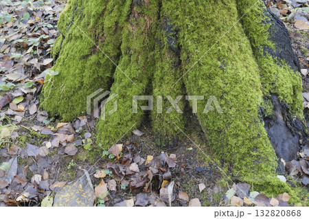 Tree trunk covered with bright green moss in the autumn forest. 132820868