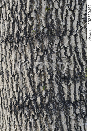 Oak tree bark texture background. Close up view. 132820869