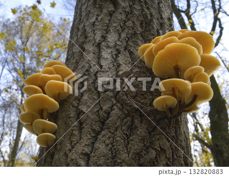 Mushrooms, growing on a tree trunk in the autumn forest. Mushrooms, growing on a tree trunk in the autumn forest. 132820883
