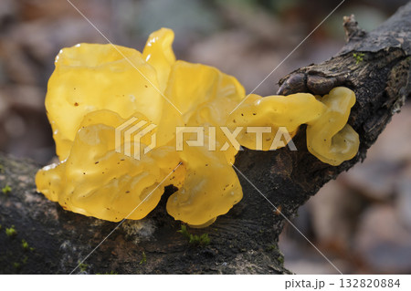 Mushrooms, growing on a tree trunk in the autumn forest. Mushrooms, growing on a tree trunk in the autumn forest. 132820884