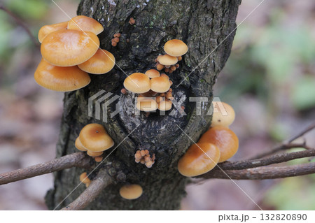 Mushrooms, growing on a tree trunk in the autumn forest. 132820890