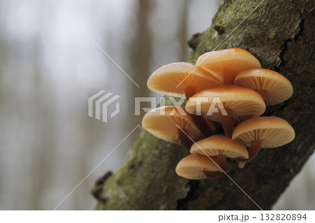 Mushrooms, growing on a tree trunk in the autumn forest. 132820894
