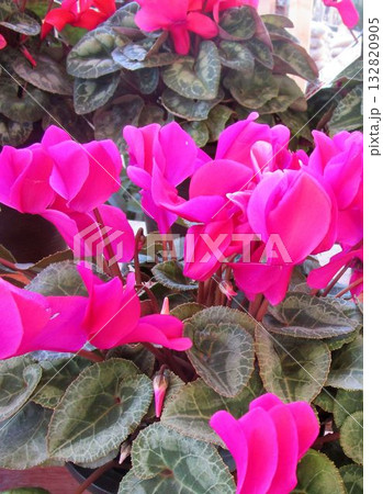 シクラメンの花（赤系・ピンク系）のアップ  132820905