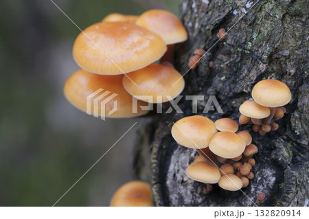 Mushrooms, growing on a tree trunk in the autumn forest. Mushrooms, growing on a tree trunk in the autumn forest. 132820914