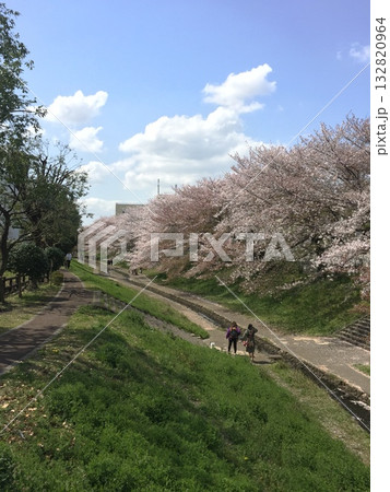 桜並木 132820964
