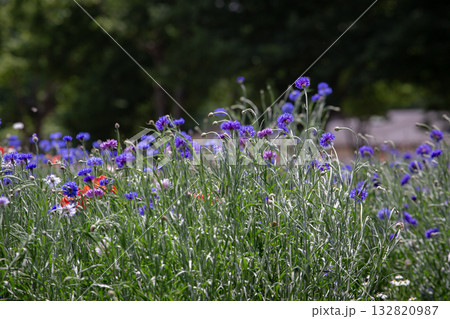 A Floral Canvas: Captivating wildflowers in full bloom, their vibrant petals a testament to the beauty of nature. a delicate dance of color 132820987