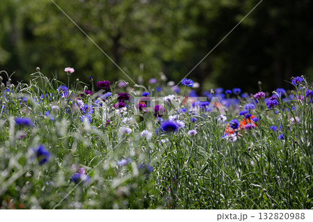 Field of Blooming Flowers: A vibrant display of colorful wildflowers in full bloom, creating a picturesque scene of natural beauty and tranquility. Field of Blooming Flowers: A vibrant display of colorful wildflowers in full bloom, creating a picturesque scene of natural beauty and tranquility. 132820988