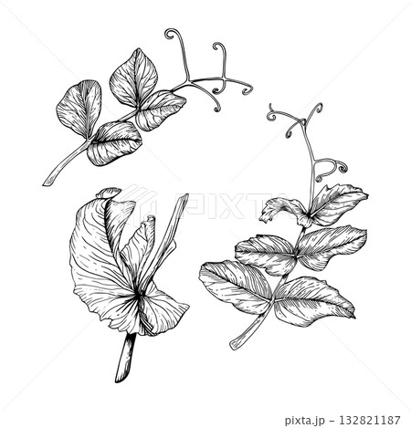 A set of sweet pea leaves and branches. Black and white hand drawn botanical style vector illustration. Painted by black inks. Sketch with fine lines isolated on white. Perfect for cards clip art. A set of sweet pea leaves and branches. Black and white hand drawn botanical style vector illustration. Painted by black inks. Sketch with fine lines isolated on white. Perfect for cards clip art. 132821187