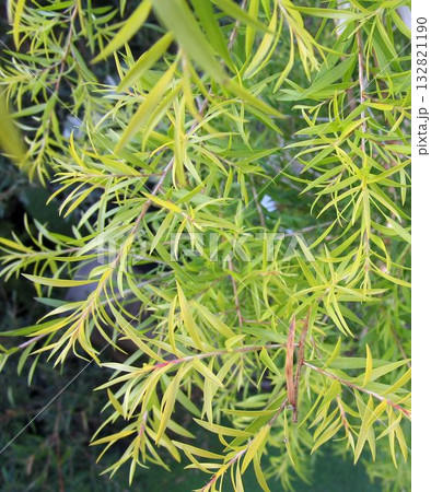メラレウカ(ティーツリー)の繊細な葉のアップ メラレウカ(ティーツリー)の繊細な葉のアップ 132821190