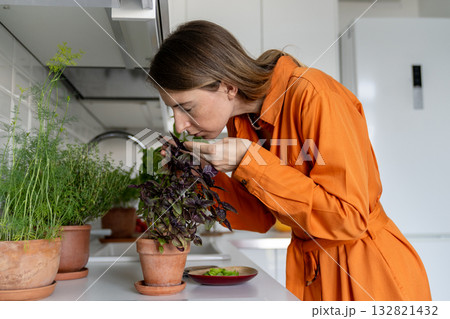 Female gardener in kitchen holding potted basil in hands smelling fresh aroma, touching herb foliage 132821432