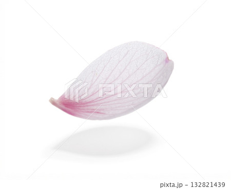 一枚の桜の花びら 132821439