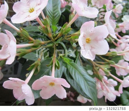 アッサムニオイザクラのピンクの花のアップ 132821788