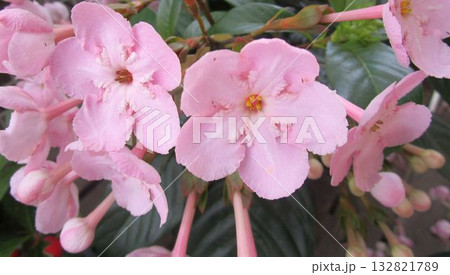 アッサムニオイザクラのピンクの花のアップ 132821789