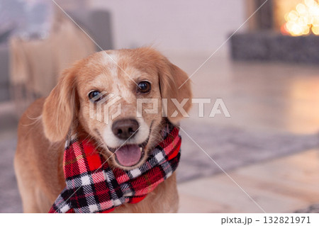 Adorable dog in red plaid scarf is smiling in a cozy festive home. The image conveys warmth, joy and the spirit of the Christmas holiday season. Adorable dog in red plaid scarf is smiling in a cozy festive home. The image conveys warmth, joy and the spirit of the Christmas holiday season. 132821971