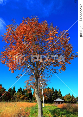 月山高原牧場の秋 月山高原牧場の秋 132822237