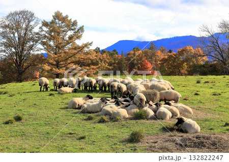 月山高原牧場の秋 月山高原牧場の秋 132822247