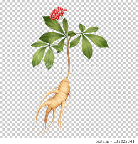 Hand-Drawn Ginseng Plant Illustration 132822341