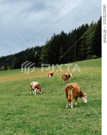 Healthy cows are grazing on green pasture in Alps with cloudy sky and forest in background, enjoying peaceful day in nature. Alpine pasture featuring dairy cattle grazing contentedly, green meadow 132822890