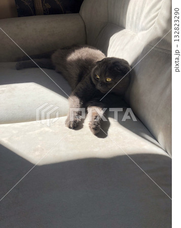 A Scottish Fold cat with distinctive folded ears and striking amber eyes sits attentively indoors. Purebred pet A Scottish Fold cat with distinctive folded ears and striking amber eyes sits attentively indoors. Purebred pet 132823290