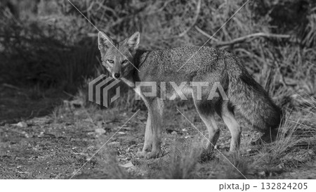 Pampas Grey fox in Pampas grass environment, La Pampa province, Patagonia, Argentina. Pampas Grey fox in Pampas grass environment, La Pampa province, Patagonia, Argentina. 132824205