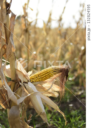 Corn cob growing on plant ready to harvest, Argentine Countryside, Buenos Aires Province, Argentina 132824595