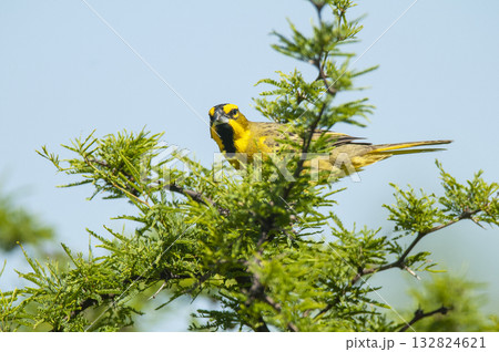 Yellow Cardinal, Gubernatrix cristata, Endangered species in La Pampa, Argentina 132824621
