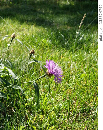 Centauria jacea. Macro of purple cornflower against backdrop of green grass on a sunny day 132824749