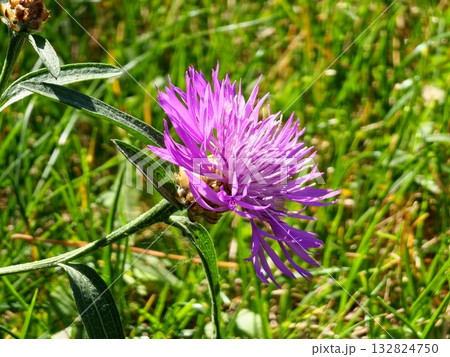 Centauria jacea. Macro of purple cornflower against a backdrop of green grass on sunny day Centauria jacea. Macro of purple cornflower against a backdrop of green grass on sunny day 132824750