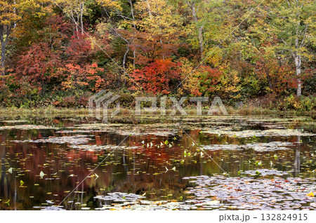 志賀高原・蓮池の水面に映る紅葉 132824915