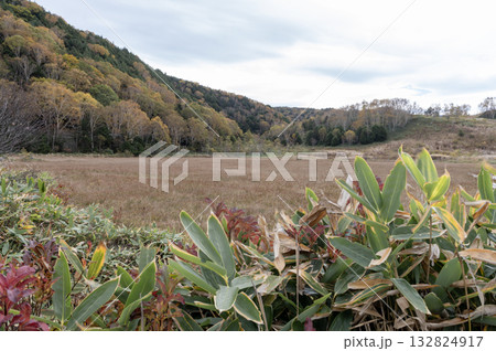 草紅葉と黄葉の森が広がる志賀高原の田ノ原湿原 草紅葉と黄葉の森が広がる志賀高原の田ノ原湿原 132824917