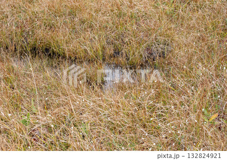 田ノ原湿原の草紅葉と水たまり 132824921