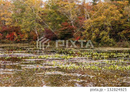 志賀高原・蓮池の水面に映る紅葉 132824925
