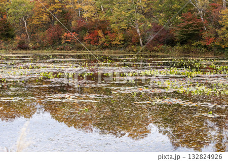 志賀高原・蓮池の水面に映る紅葉 志賀高原・蓮池の水面に映る紅葉 132824926
