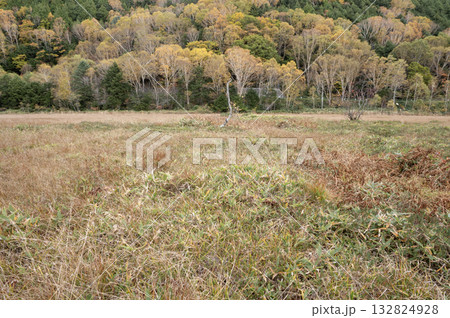 草紅葉と黄葉の森が広がる志賀高原の田ノ原湿原 132824928