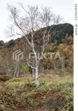 晩秋の田ノ原湿原の白樺 132824930