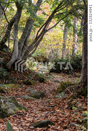 志賀高原・蓮池の秋の小道 志賀高原・蓮池の秋の小道 132824941