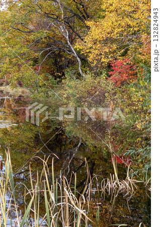 志賀高原・蓮池の水面に映る紅葉 志賀高原・蓮池の水面に映る紅葉 132824943