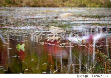 志賀高原・蓮池のススキと水面に映る紅葉 132824985
