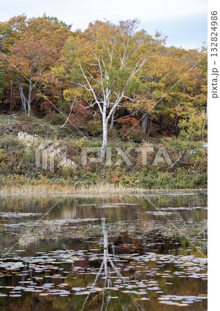 志賀高原・蓮池の秋の風景 132824986