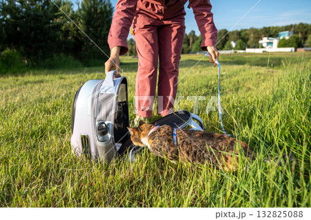Woman hiker on a daily walk outdoors with her pet, domestic cat climbs in carrier, ready to go home. Woman hiker on a daily walk outdoors with her pet, domestic cat climbs in carrier, ready to go home. 132825088