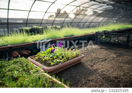 Modern greenhouse nursery growing flowers plants seedlings in trays under sunlight in spring season. Modern greenhouse nursery growing flowers plants seedlings in trays under sunlight in spring season. 132825105