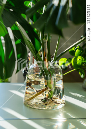 Propagating Monstera deliciosa houseplant from leaf cutting in water in glass vase at home, closeup 132825181