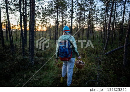 Middle-aged woman wearing headlamp returns from pine forest with full basket of mushrooms at dusk Middle-aged woman wearing headlamp returns from pine forest with full basket of mushrooms at dusk 132825232